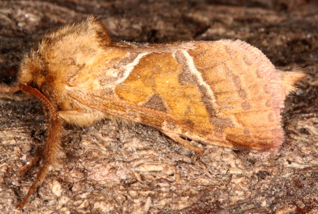 Triodia sylvina - Copyright Denis Bourgeois